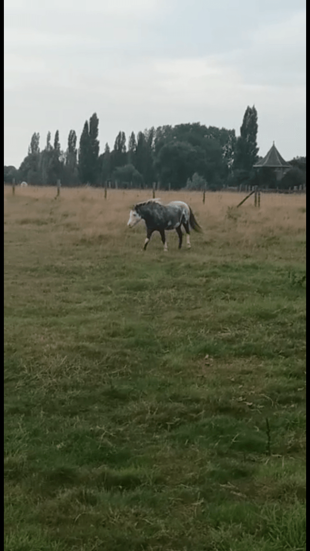 Mankende pony - Bewegingsstelsel - Realisaties