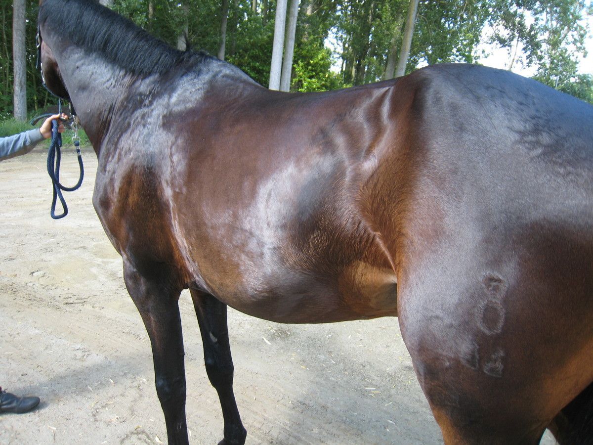 Horse dermatitis tgv antibiotica intolerantie - Urticaria - Realisaties