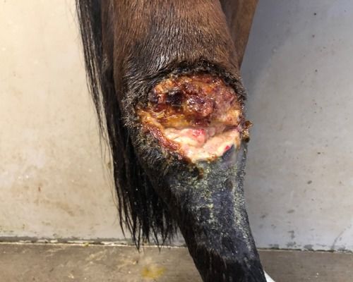 open wonde bruine pony - Realisaties