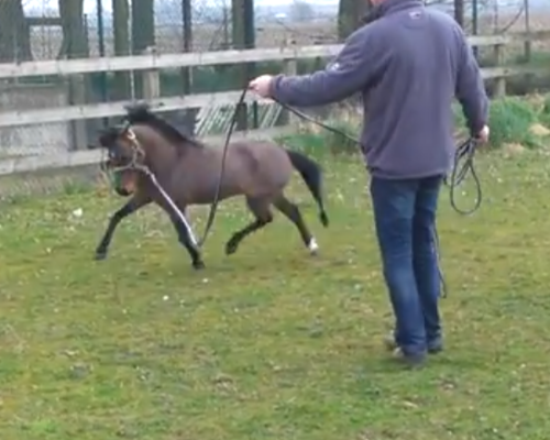 Mankende pony At vet school diagnosed for shoulder and neck problems - Realisaties