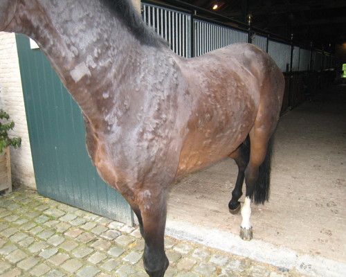 Horse dermatitis tgv antibiotica intolerantie - Urticaria - Realisaties