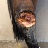 open wonde bruine pony - Realisaties