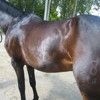 Horse dermatitis tgv antibiotica intolerantie - Urticaria - Realisaties