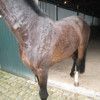 Horse dermatitis tgv antibiotica intolerantie - Urticaria - Realisaties