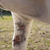 Open wonde witte pony - Realisaties